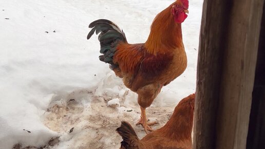 Марина Елагина | Курочка в гнезде, хозяева с яйцами #деревня #курица # ...