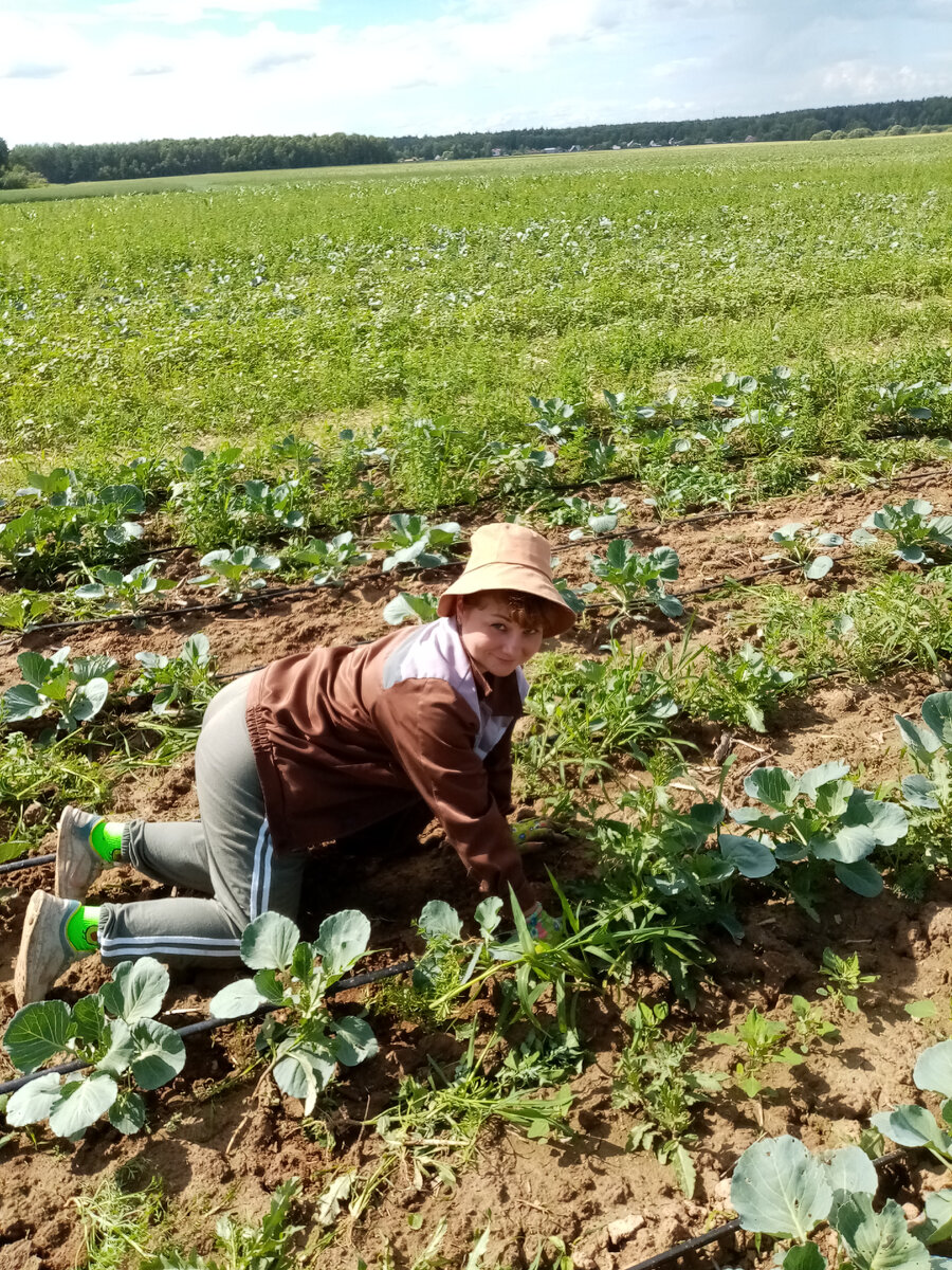 Да-а, полоть капусту то еще удовольствие! Фото из личного архива