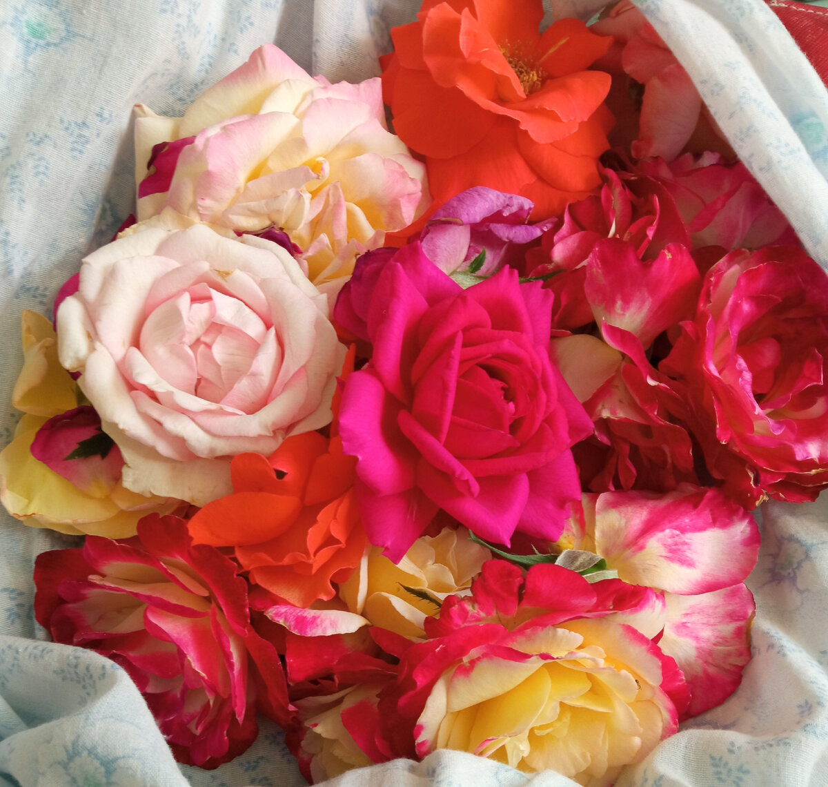 Мои розы. Фото автора.