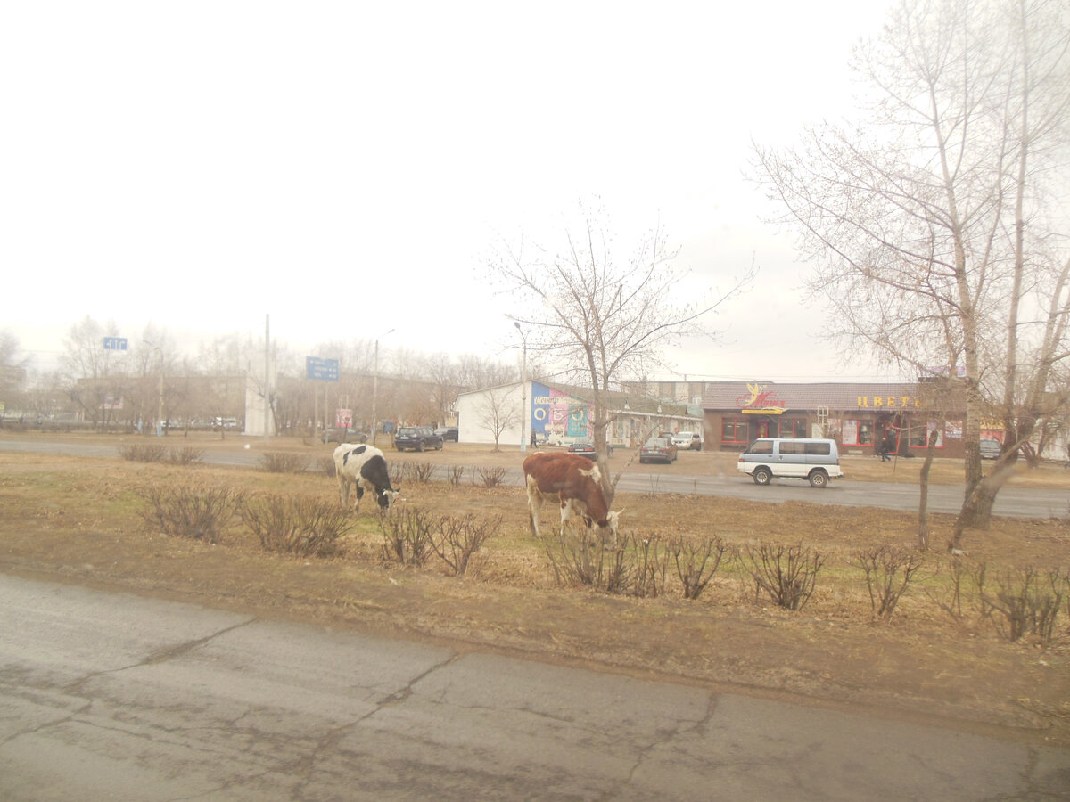 Приём пищи - важная часть жизни любой приличной бурёнки