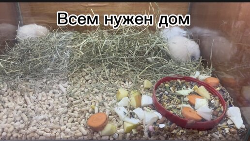 Всем нужен дом и семья!