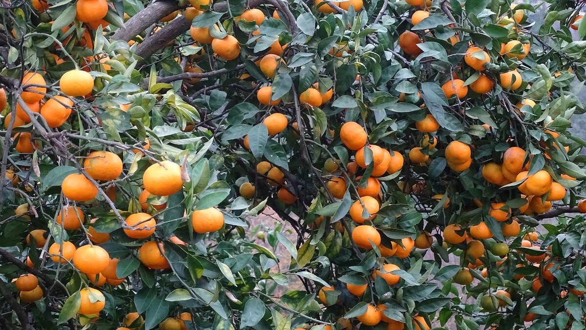 Абхазия мандарины на дереве