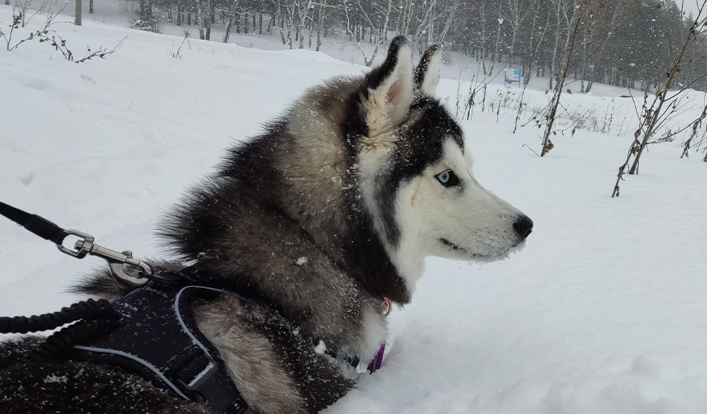 Хаски по имени Мани