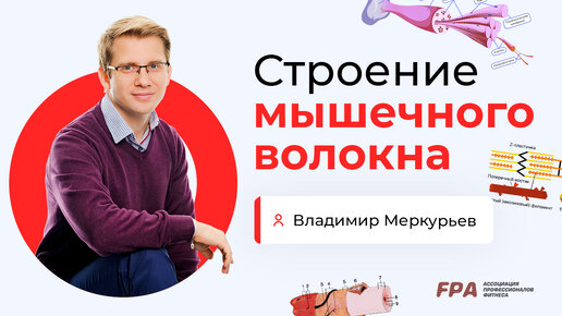 Строение мышечного волокна | Владимир Меркурьев (FPA)