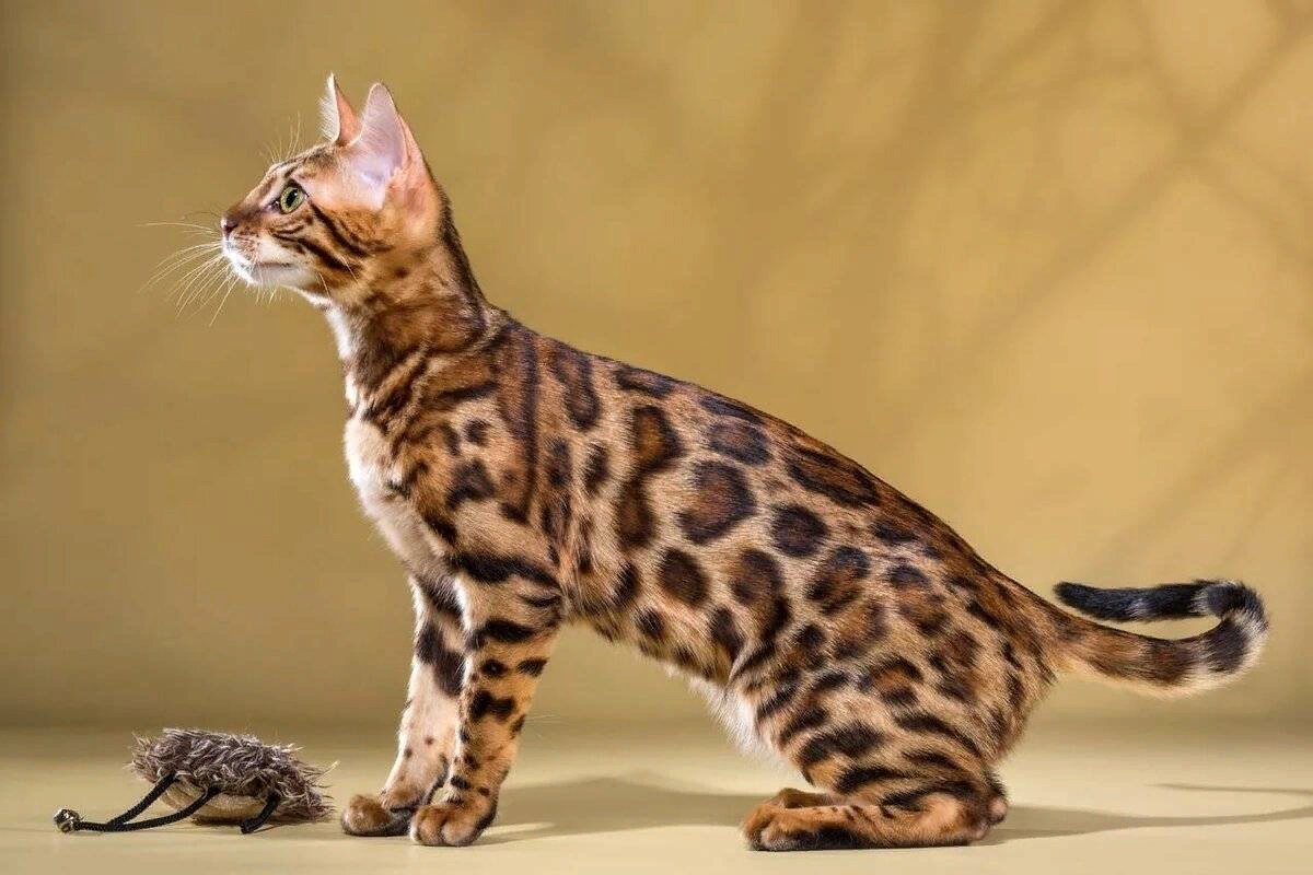 Как выглядит бенгальская кошка Кошки, которые не линяют Старая Ферма Дзен