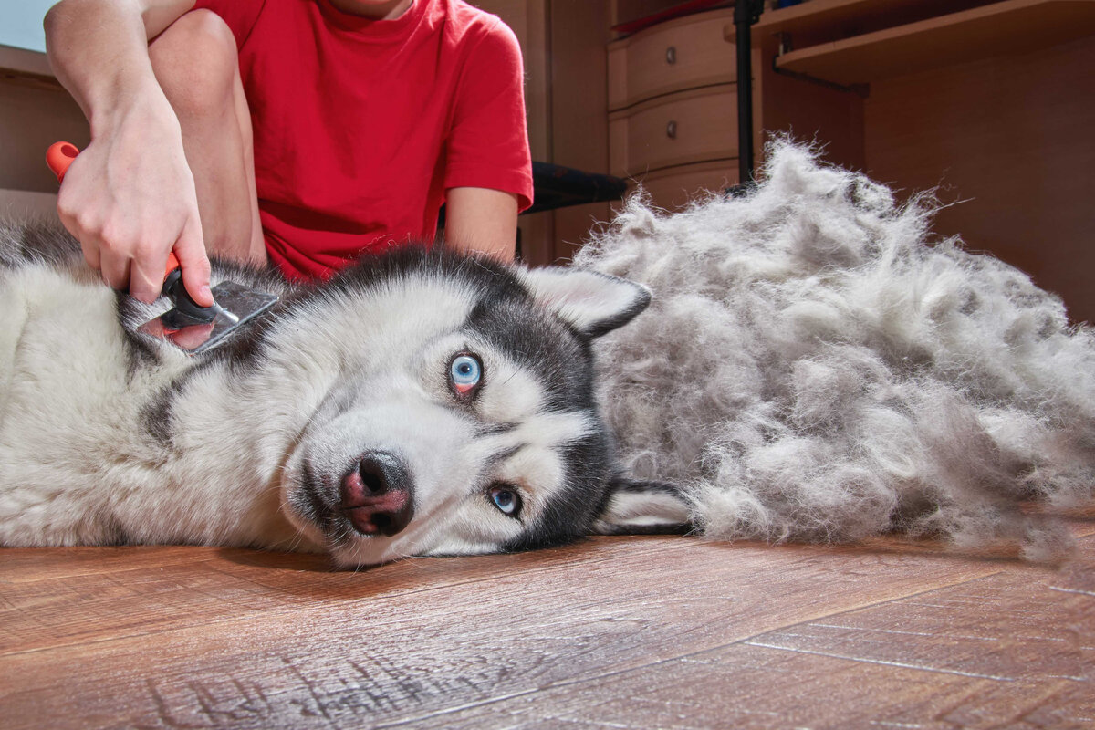 Почему собака линяет зимой и чего ей не хватает 🐩🐕🐕‍🦺