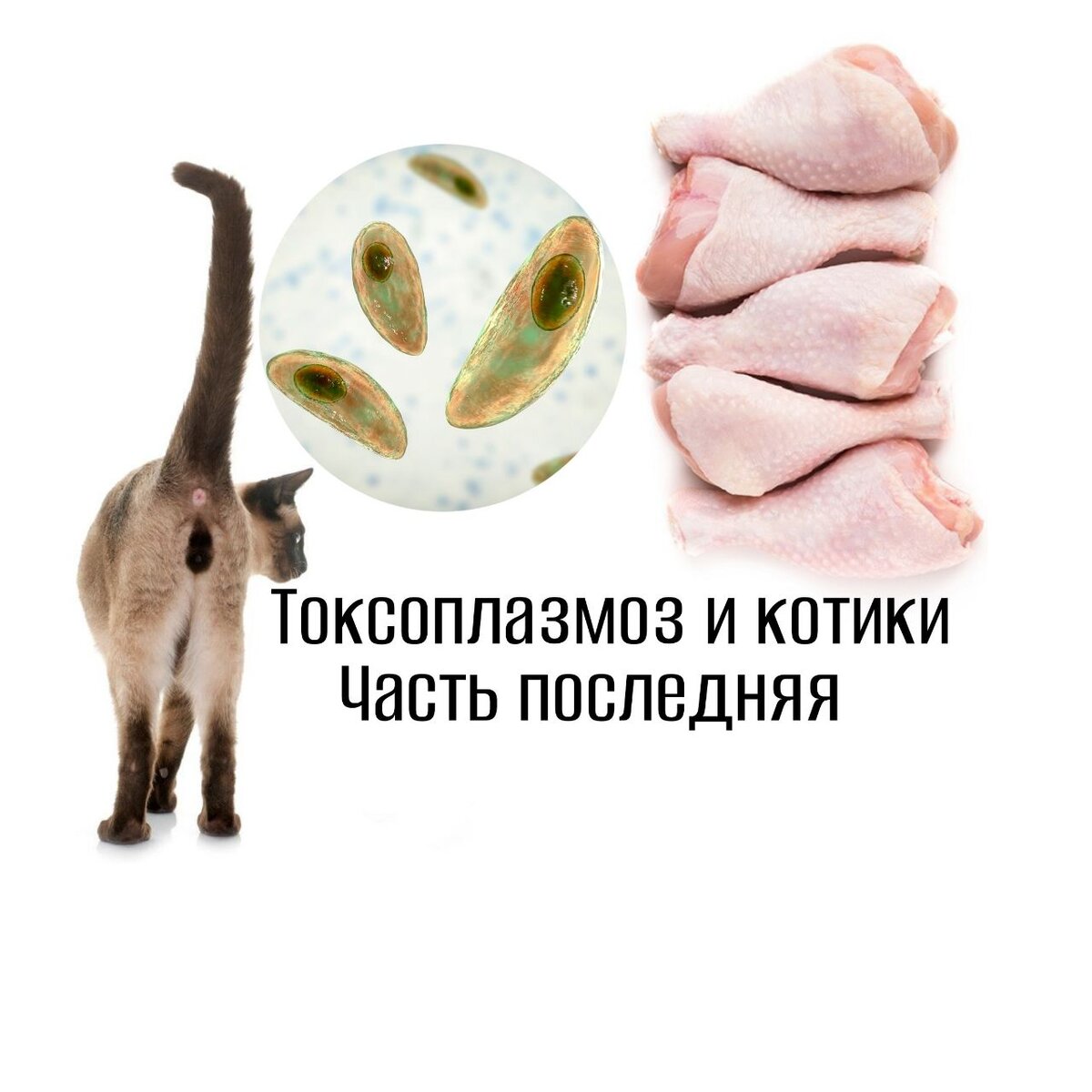 Токсоплазмоз. Часть 3 | КОТанутый доктор🐱 | Дзен
