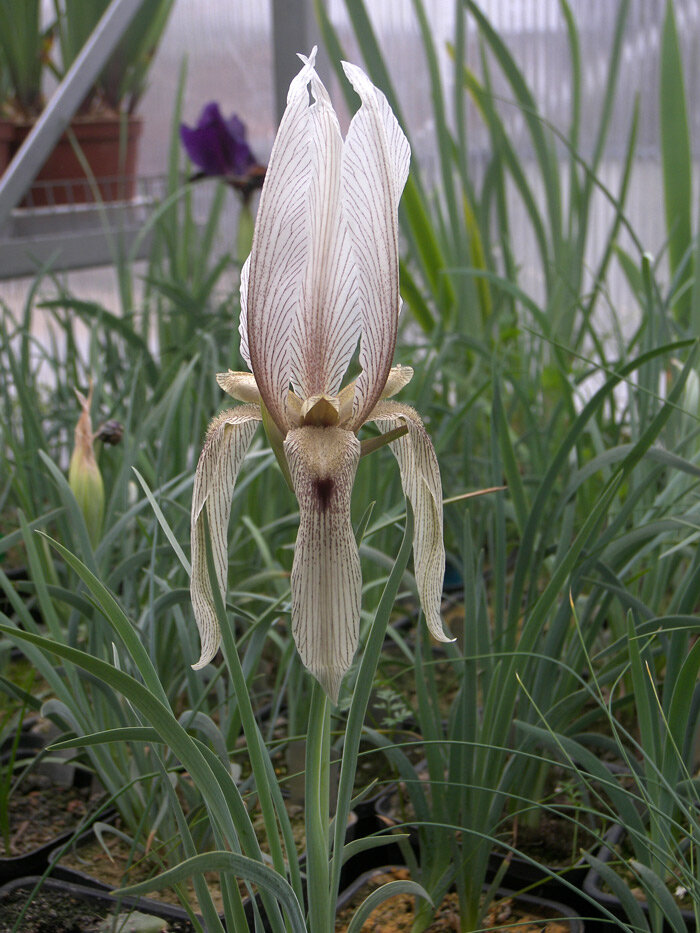 Iris acutiloba subsp. longipetala Ирис остродольный подвид длиннолепестковый.