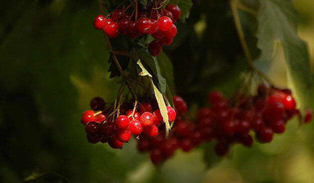    Фото: pixabay.com