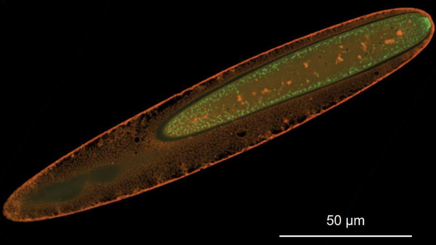 Конфокальная микрофотография Ca. E. viviparus. Изображение: PNAS 