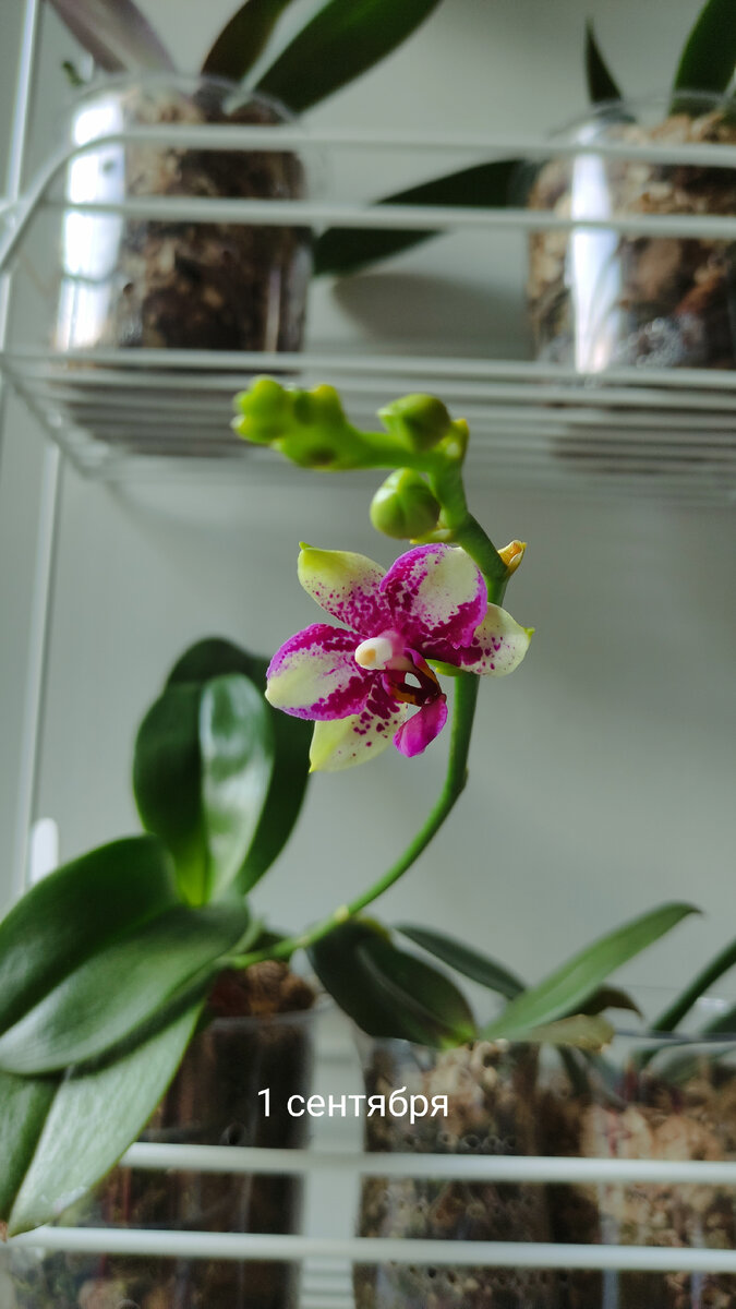 Phal. Jia Ho Summer Love. Начало роспуска. 