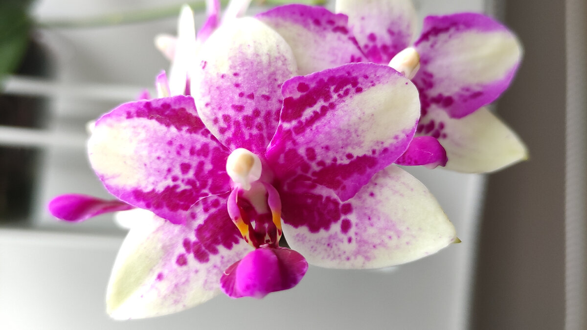 Фотографии цветения в конце статьи. 