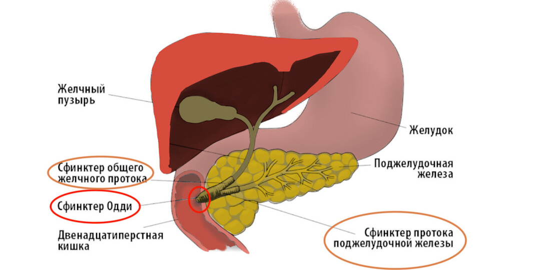 Две причины острого панкреатита хорошо известны, а о третьей - молчат. Почему?