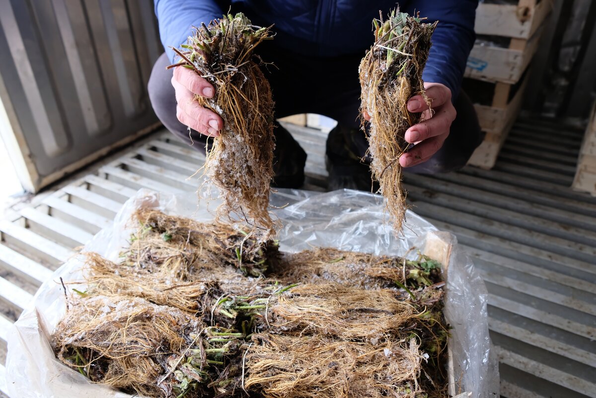 Рассада фриго готовая к посадке