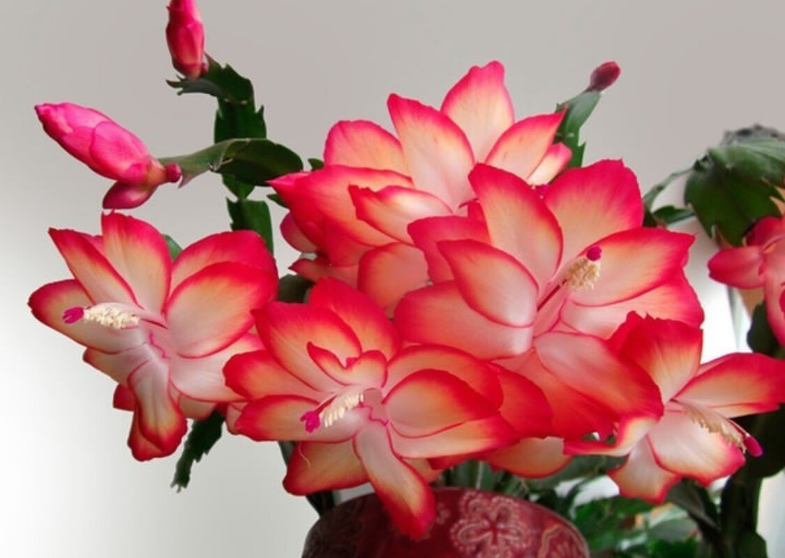 Декабрист в домашних условиях должен стоять на восточном или западном окне, но прямого солнца не любит