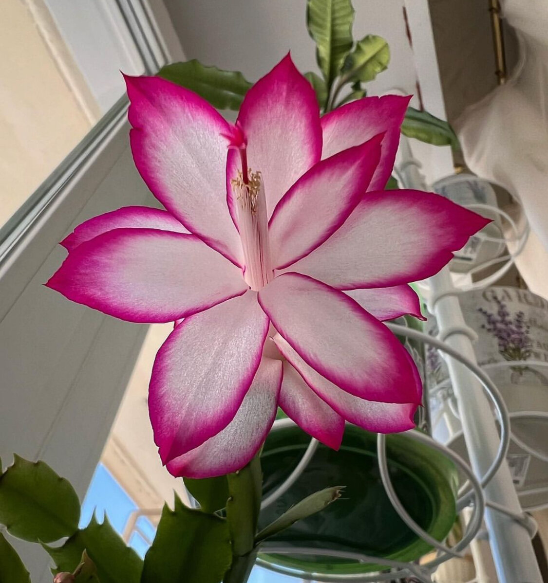 Летом шлюмбергеру выносят на балкон или вместе с горшком ставят в саду - ему очень нужен поток свежего воздуха