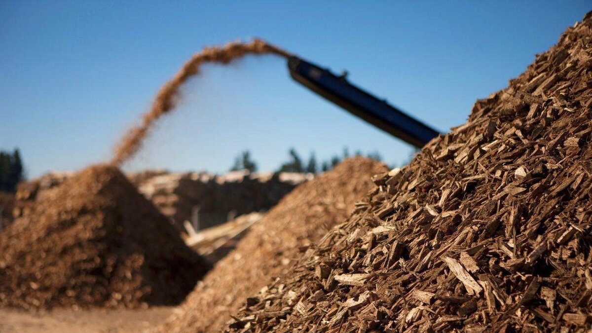 Уникальные возможности леса: кормить, греть и даже лечить.