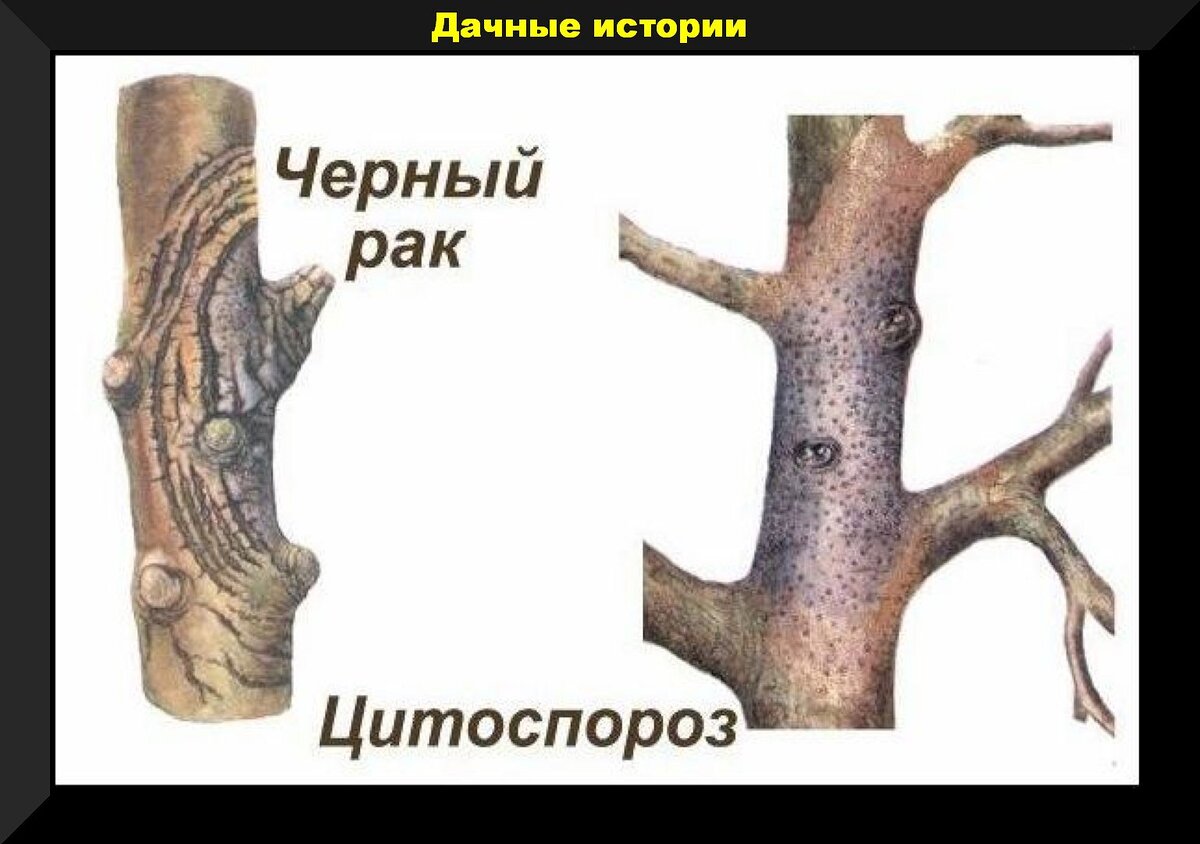 Болезни коры яблони описание с фотографиями. Болезни плодовых деревьев цитоспороз. Цитоспороз ствола груши. Цитоспороз коры яблони. Бактериальный некроз коры яблони.