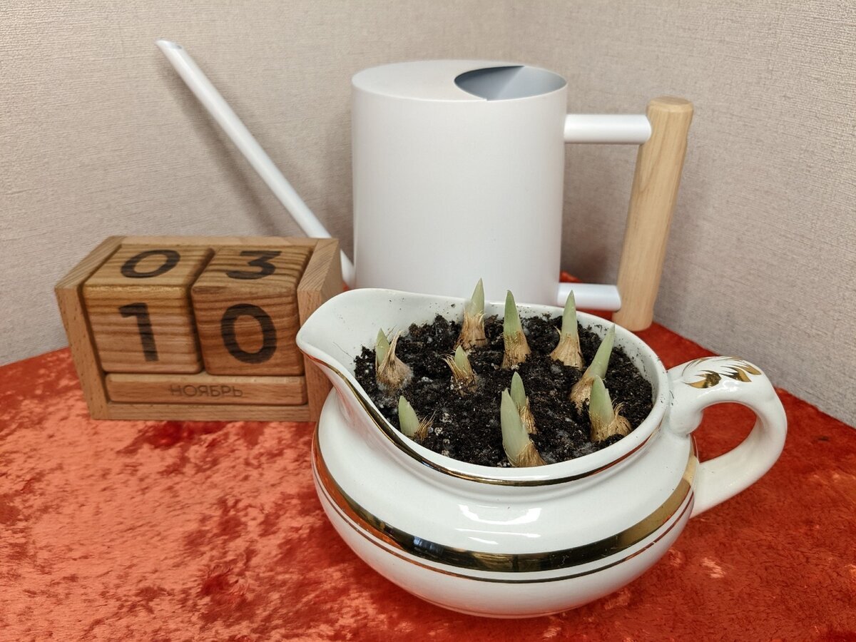 Иридодиктиумы - месяц спустя после посадки