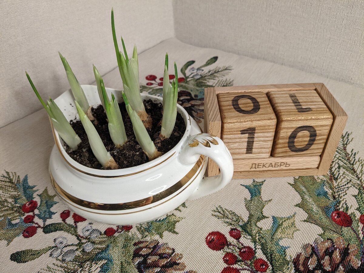 Иридодиктиумы два месяца спустя после посадки