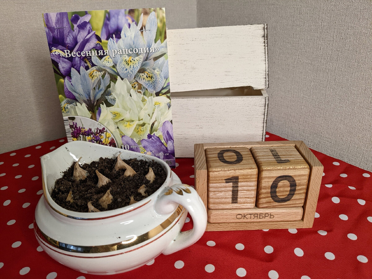 Иридодиктиумы - посадка