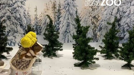 Dance Legend Zoo | Только в СвиНарнии у елочек есть ножки, а подарки ...