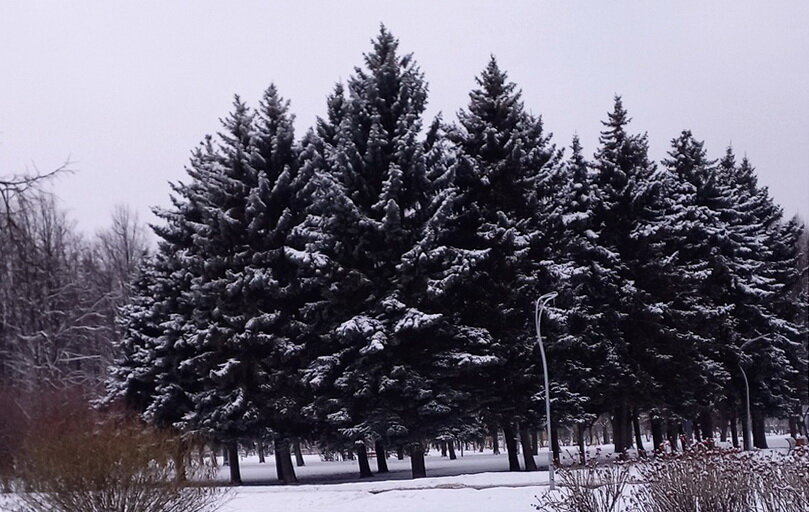 Вход в парк Авиаторов. волшебные Ёлки