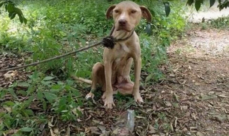 Лара, привязанная к дереву