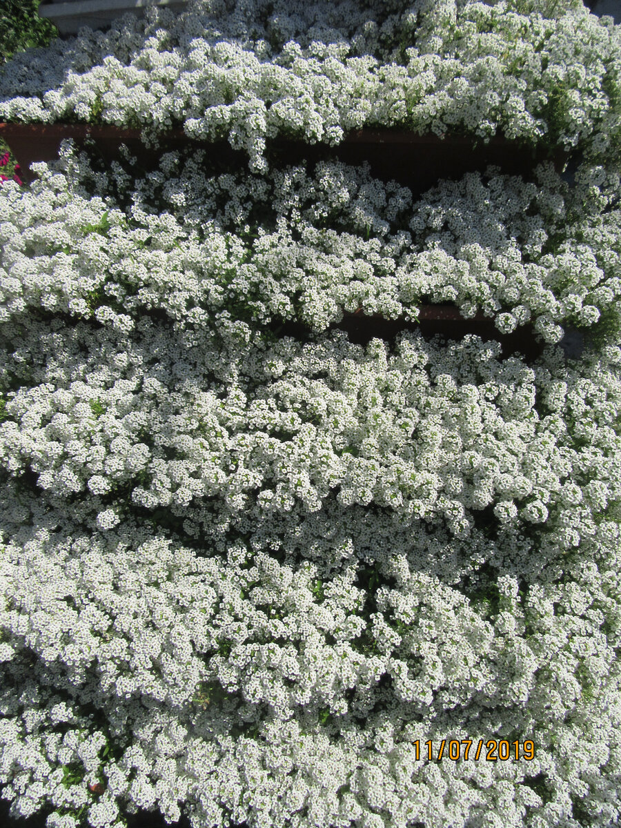 Алиссум «Снежный ковер»: правильное выращивание из семян