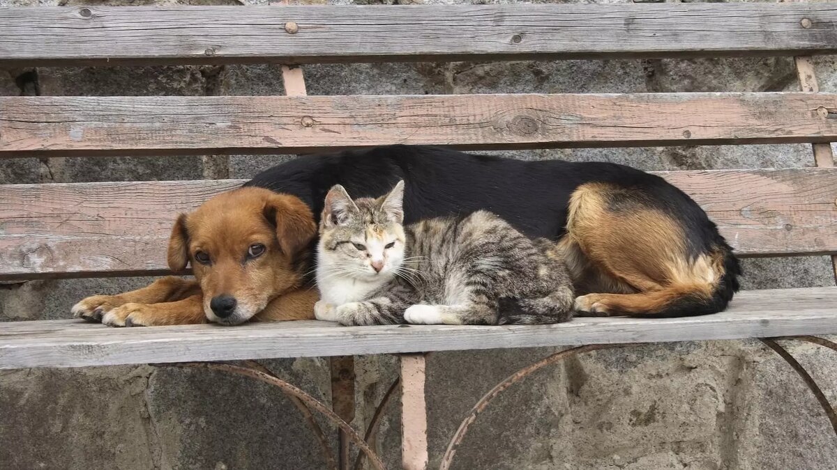     В пятом российском регионе — Астраханской области — узаконили эвтаназию бездомных животных. Если в течение 30 дней после отлова не объявится хозяин — животное умертвят. Решит ли это проблему с бездомными собаками и кошками в России?