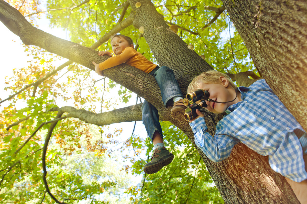 Мальчик на дереве. Дерево для детей. Мальчик сидит на дереве. Мальчик лазает по деревьям. Забираться в чащу
