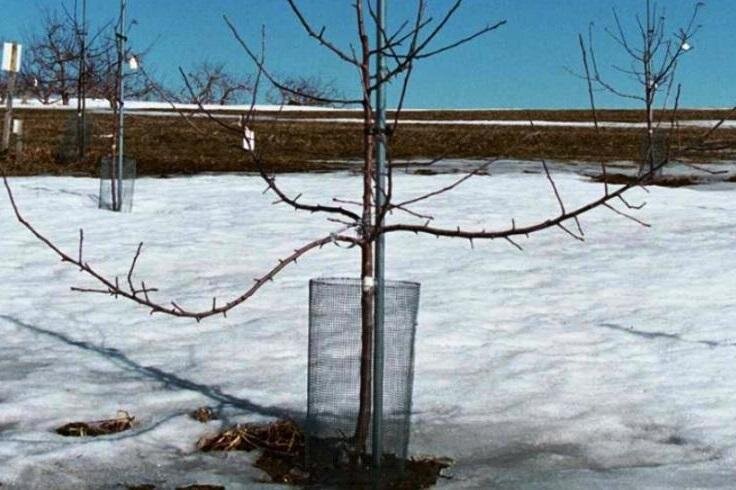 Как укутать молодые деревья на зиму фото Победительница проекта "Четыре дачи" рассказала, как защитить сад от мышей и зай