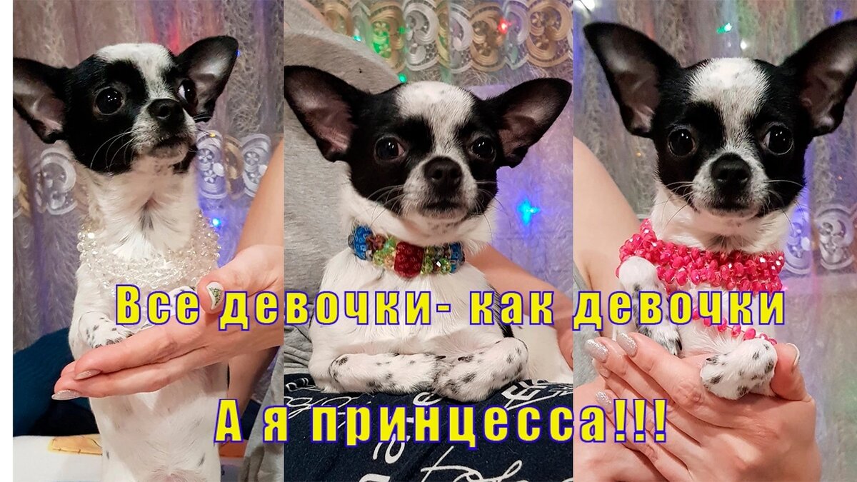 Собака моей подписчицы Мишель