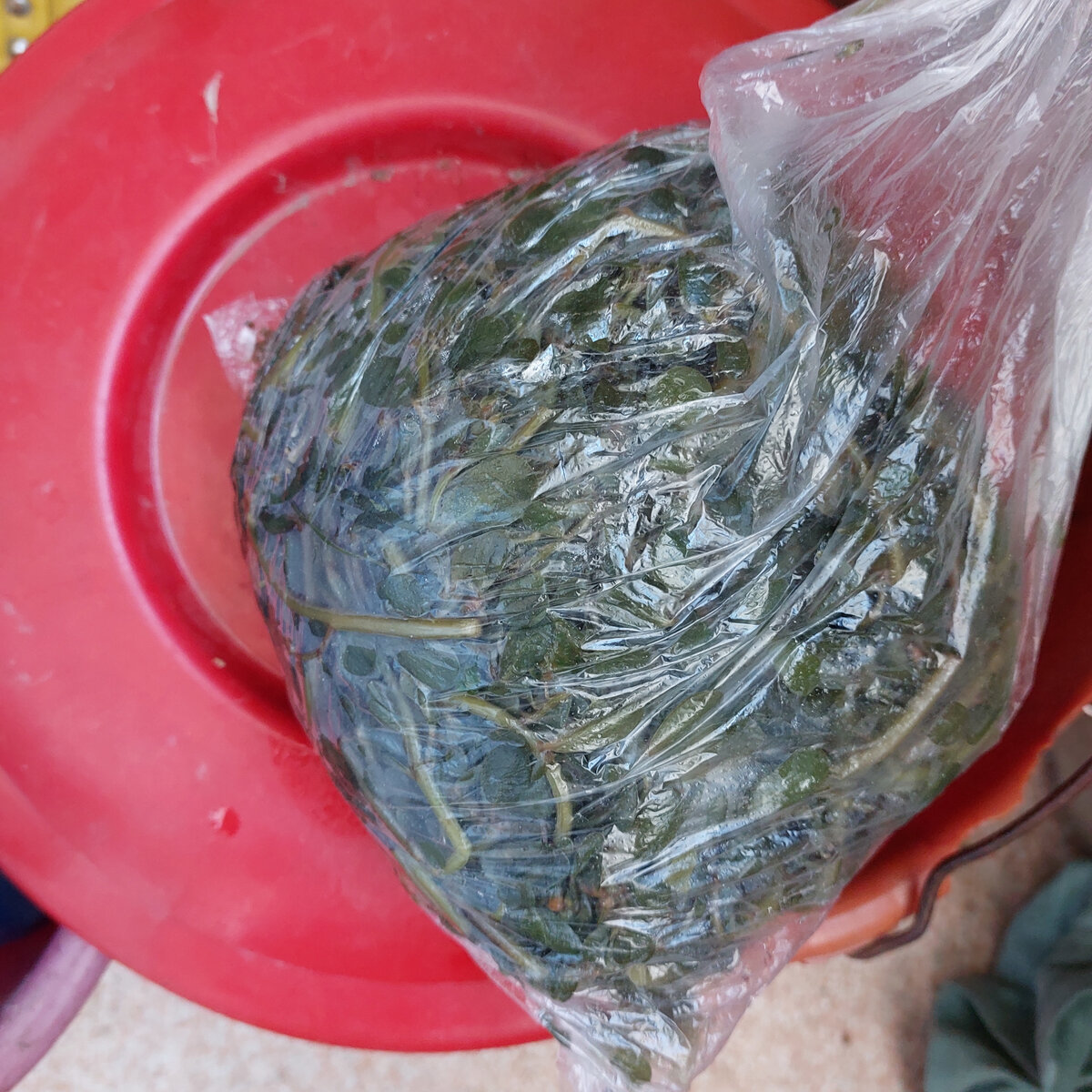 Вот один из моих пакетов с портулаком тех самых. Мне теперь и портулак этот вообще неприятен. И так я раздумывала о его будущем...