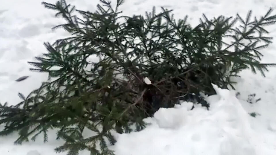 Фото: скриншот видео 