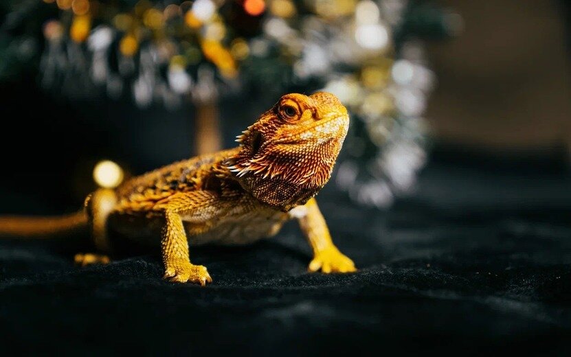    Что ждать от високосного года 2024