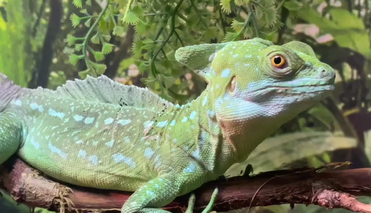    Фото: Московский зоопарк / Telegram