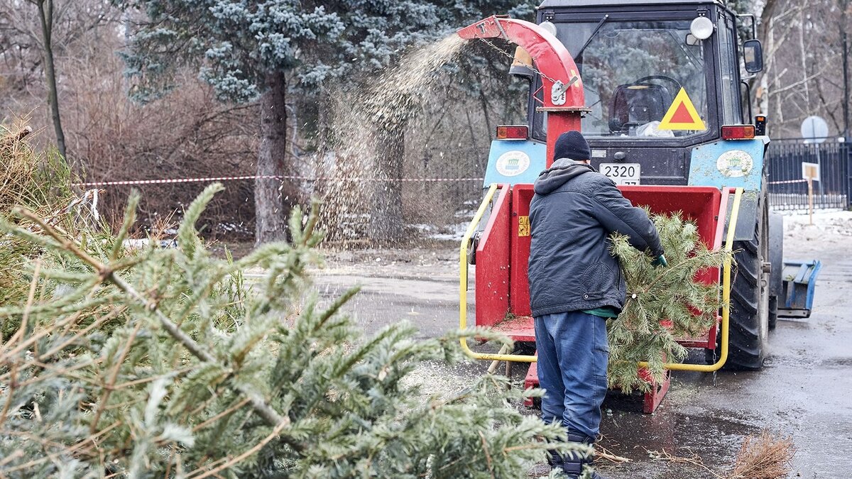Как правильно выбросить новогоднюю елку.
