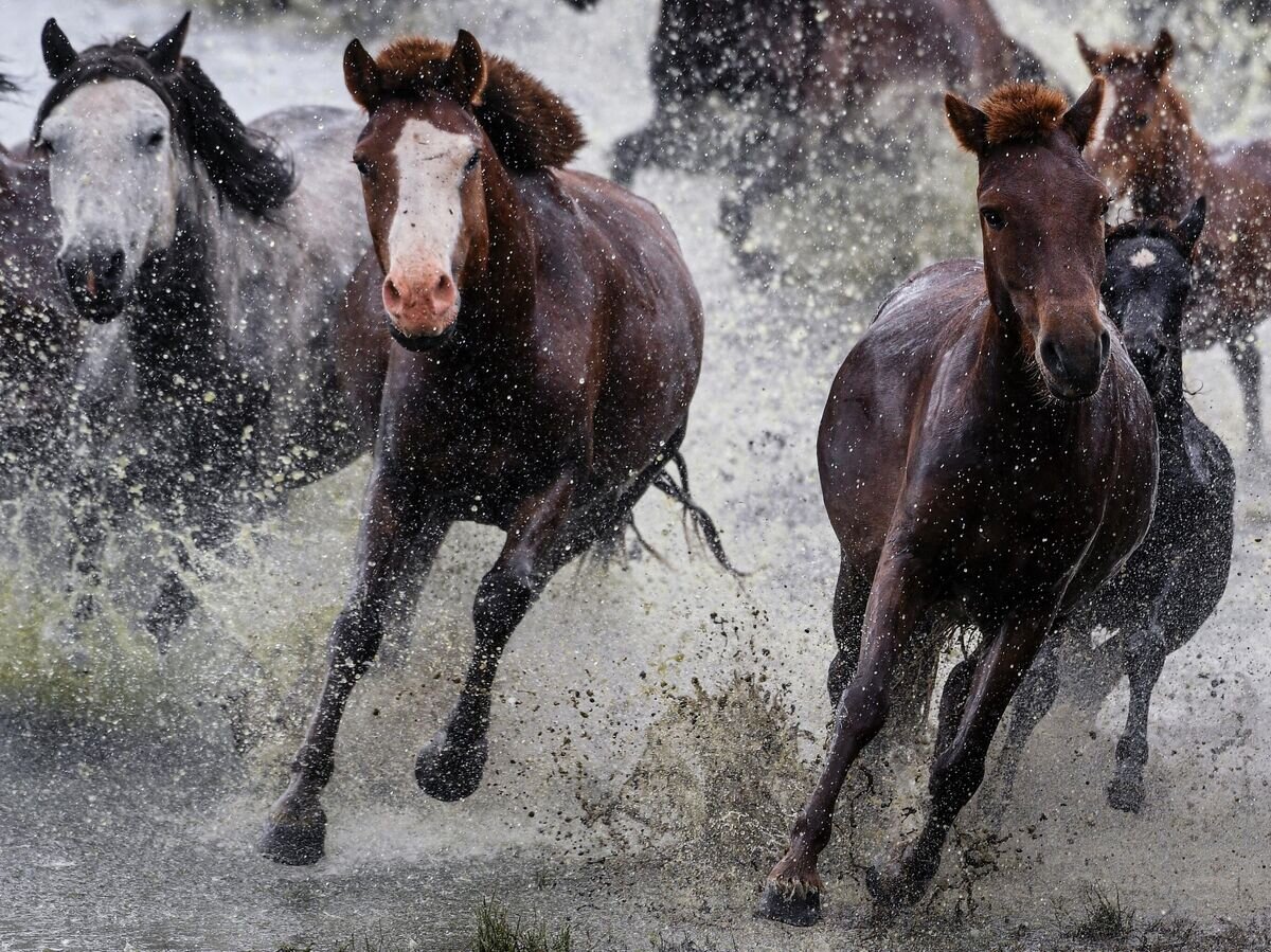    Лошади в Монголии© РИА Новости / Владимир Астапкович