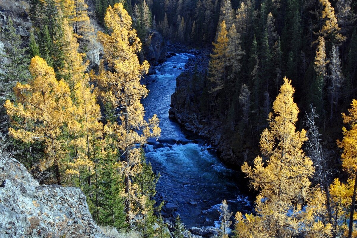 Алтайский заповедник