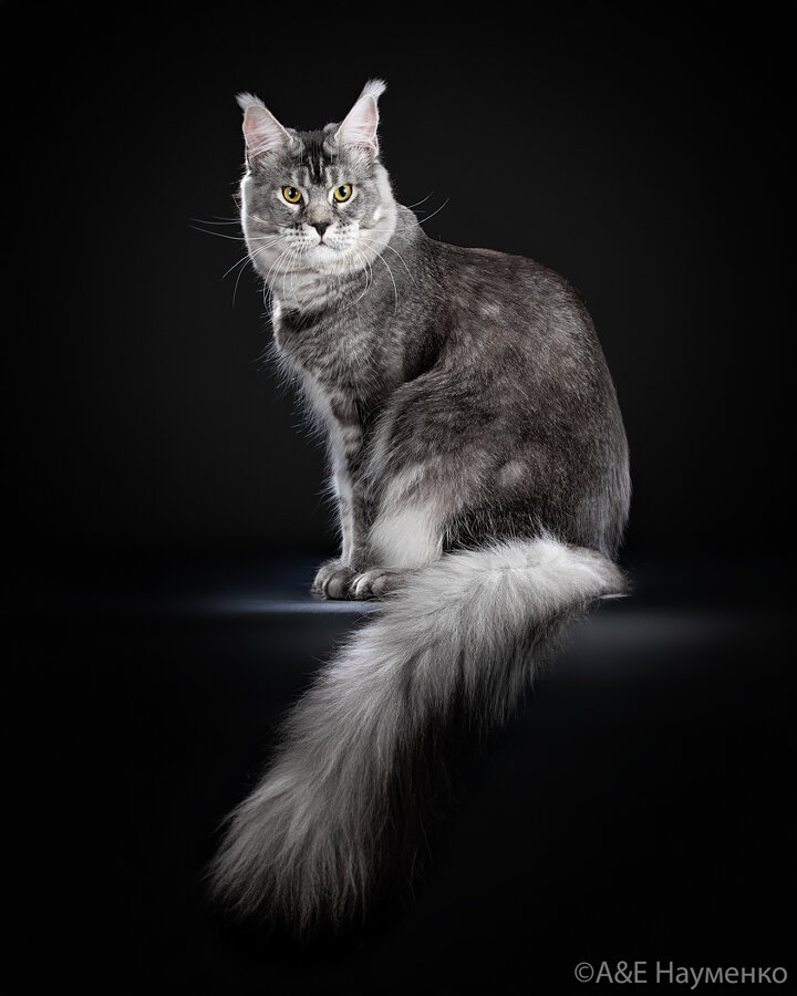 Мейн-кун | ЗооАфиша | Дзен