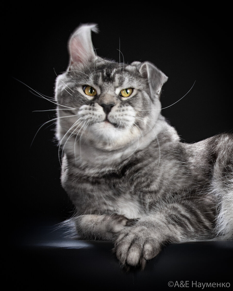 Мейн-кун | ЗооАфиша | Дзен