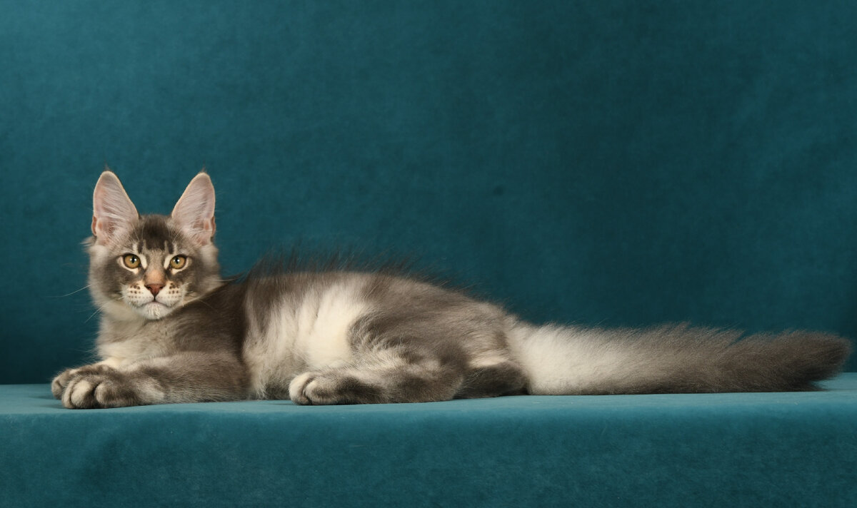 Мейн-кун | ЗооАфиша | Дзен