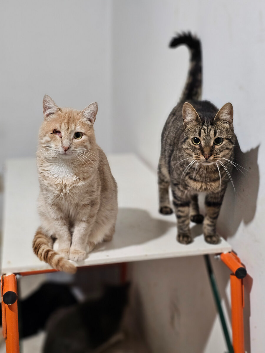Фото автора. Котики в ожидании.