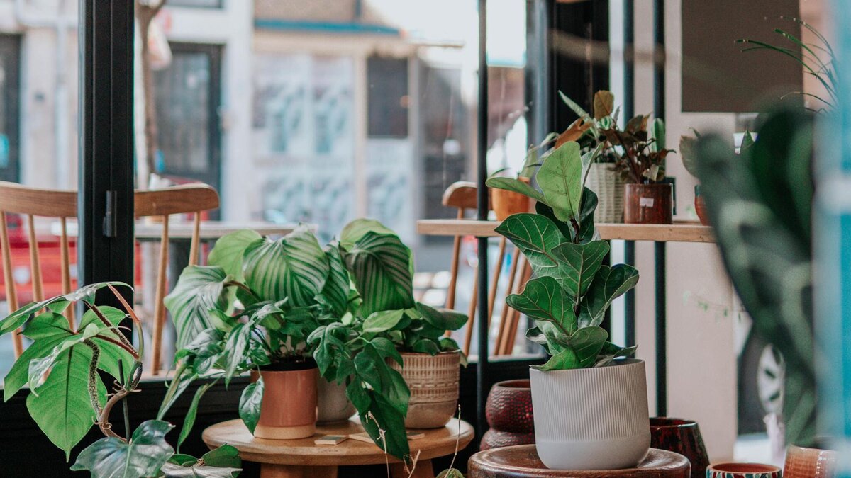    На подоконнике завял любимый цветок? Спасти растение еще можно этими тремя способами© Unsplash | Ceyda Çiftci