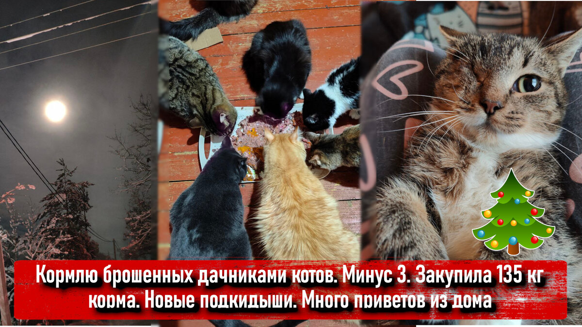 Кормлю брошенных дачниками котов. Минус 3. Закупила 135 кг корма. Новые  подкидыши. Много приветов из дома⁠⁠ | Animalrescueed | Дзен