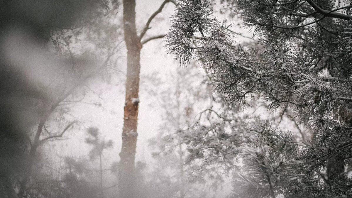     Животных будут отлавливать, усыплять и увозить в их естественную среду обитания.
