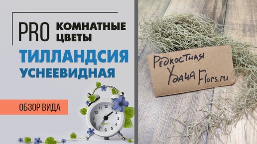 Тилландсия уснеевидная - растение без горшка и почвы | Экзот, эпифит и просто стильная штучка