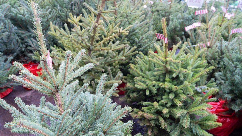   Gettyimages.ru neirfy