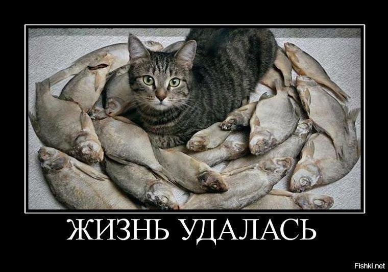 Хотим быть рыбками. Кот с рыбой. Кот жизнь удалась. Открытка жизнь удалась. Кот и много рыбы.